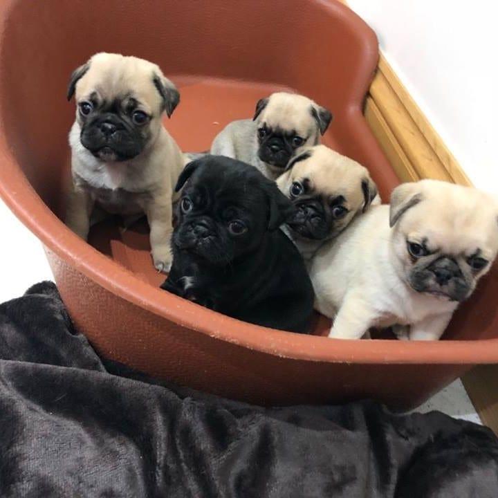 Pug, Pug puppies for sale near me, Cute Pugs available for