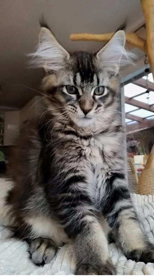 Maine Coon, Maine coon Kittens, Cats, for Sale, Price