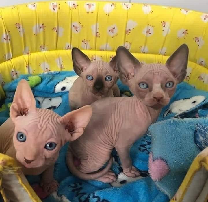 Sphynx, HAIRLESS SPHYNX KITTENS THREE LITTERS AVAILABLE, Cats, for Sale