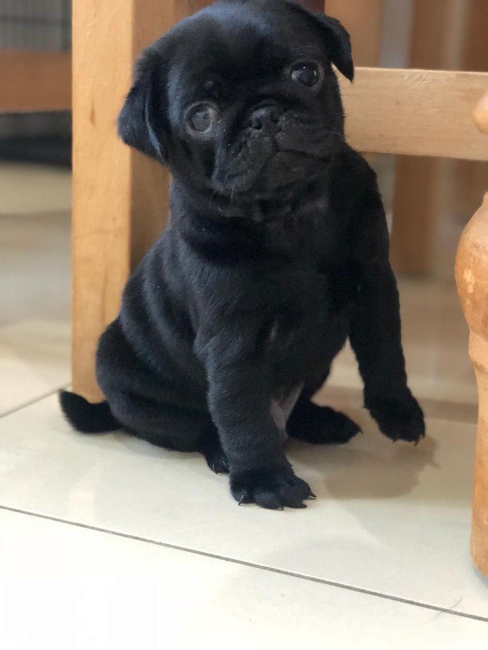 Pug Puppies Available for adoption, Dogs, for Sale, Price