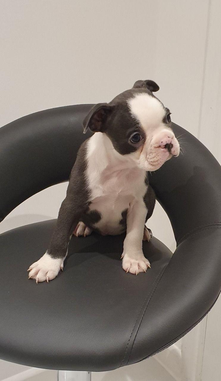 AKC boston terrier puppies, Dogs, for Sale, Price