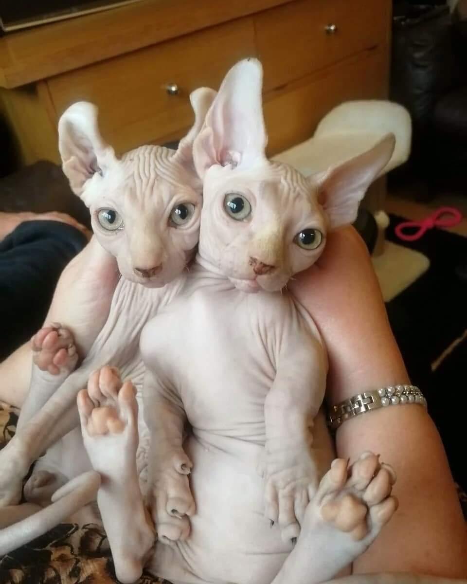 HAIRLESS SPHYNX KITTENS THREE LITTERS AVAILABLE, Cats, for Sale, Price