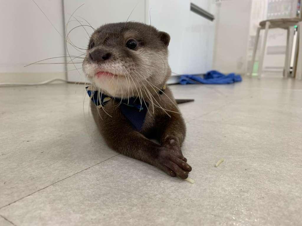 breeders otter Asian clawed small