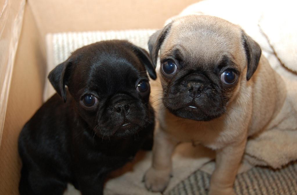 Pug, Cheap Pug Puppies for sale, Pug Puppies Near me, Pugs for sale