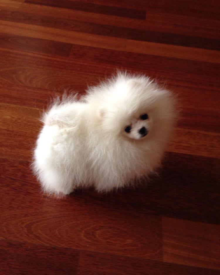 Pomeranian, Mini smiley Pomeranian Boo, Dogs, for Sale, Price
