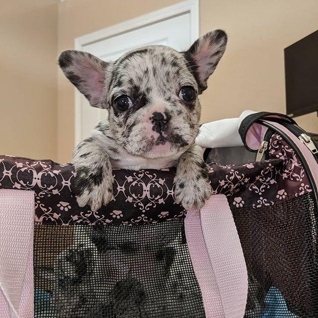 French Bulldog, MERLE FRENCH BULLDOG PUPPIES, Dogs, for