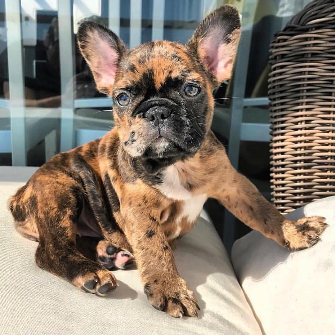 French Bulldog, MERLE FAWN MIXED FRENCH BULLDOG CUTEST EVER, Dogs, for ...