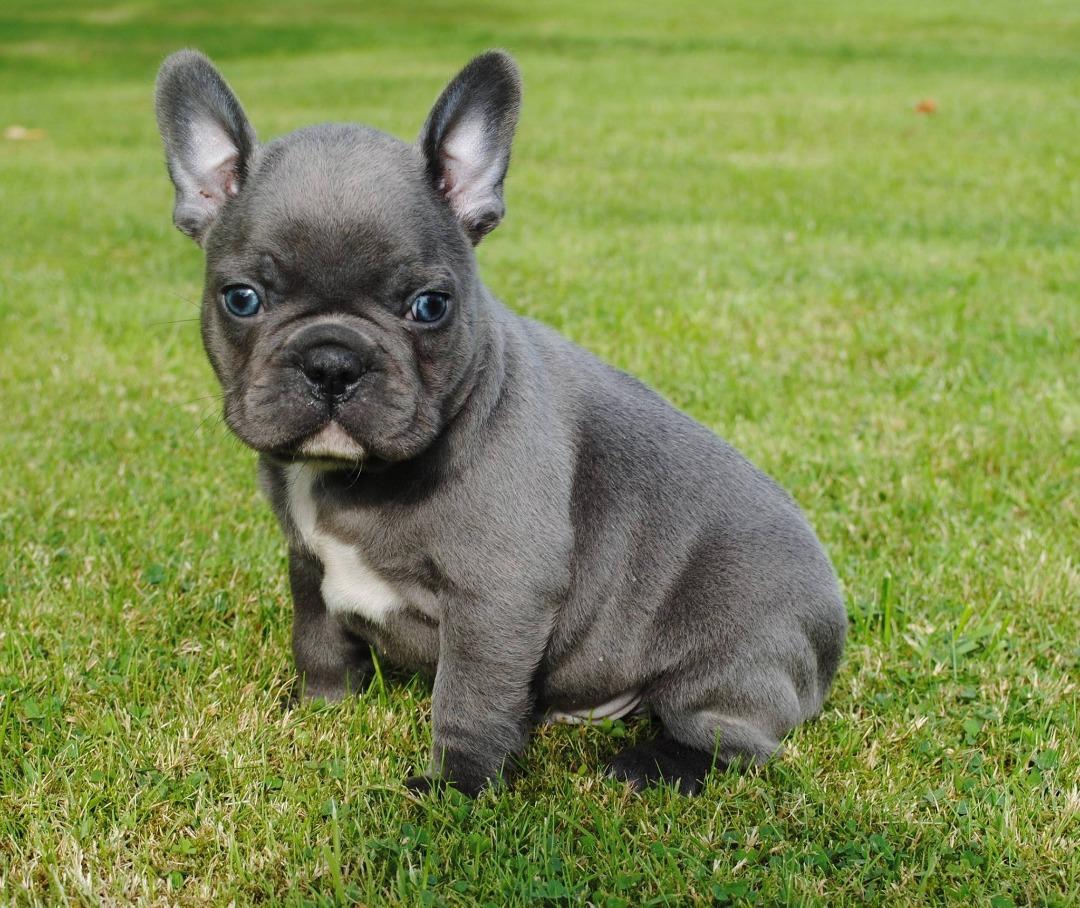 French Bulldog, Adorable french bulldog pups for sale, Dogs, for Sale ...