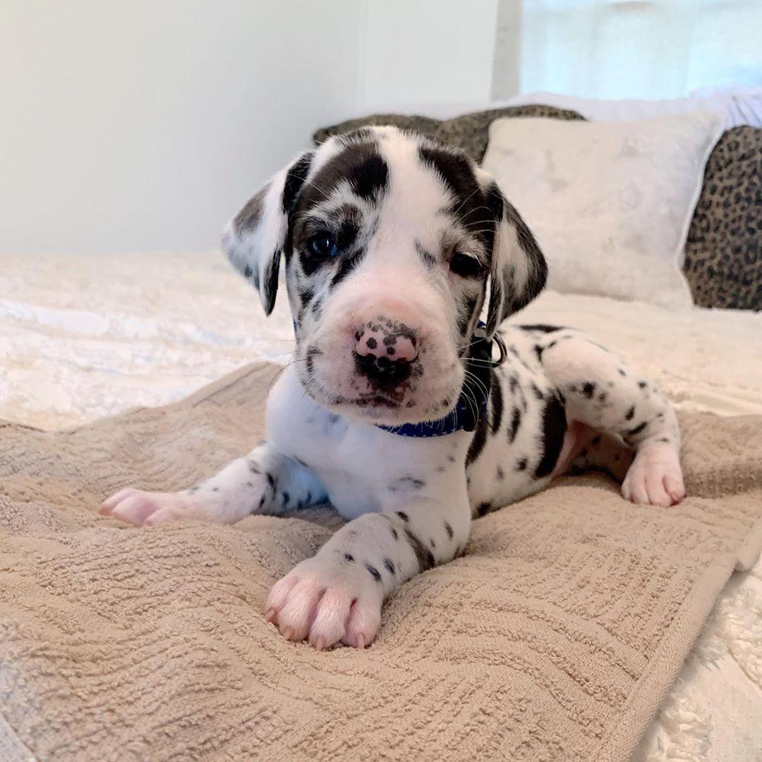 Great Dane, Cute Great Dane puppies for Rehoming, Dogs