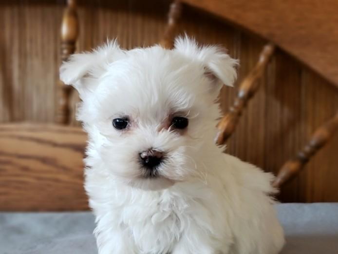 Maltese, Ten weeks old Maltese Puppies, Dogs, for Sale, Price
