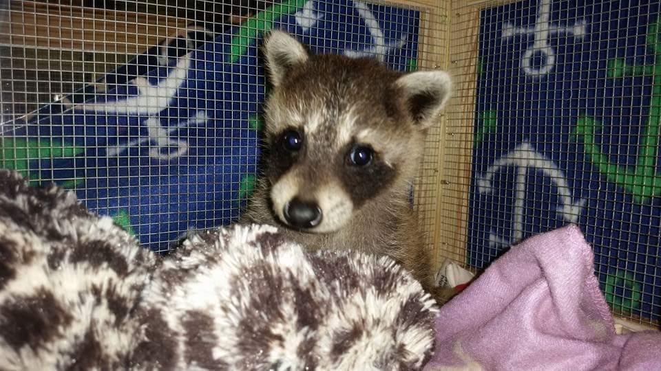 Raccoon puppies for sale very tamed, Exotic animals, for