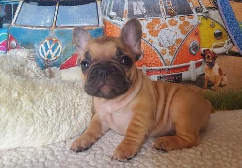 French Bulldog, Bessy Fluffy, Dogs, for Sale, Price
