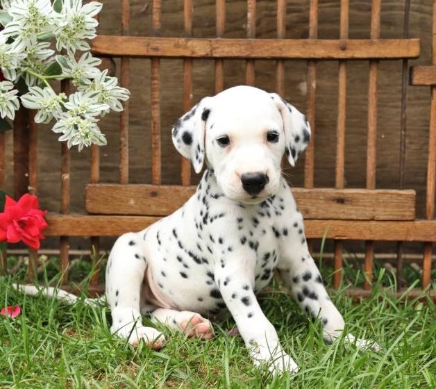Dalmatian, Beautiful AKC puppies Dalmatian, Dogs, for Sale
