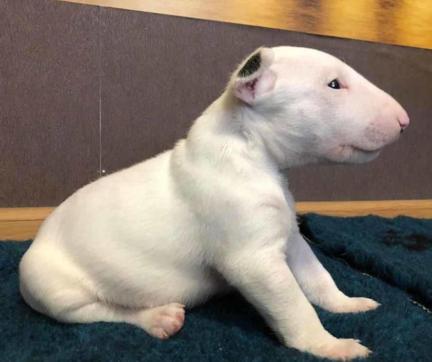 Bull Terrier Puppy For Sale , Text us (213) 7698542, Dogs