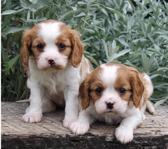 Cavalier King Charles spaniel Puppy For Sale , Text us