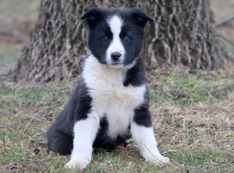 Border Collie Puppy For Sale Text us (213) 7698542, Dogs