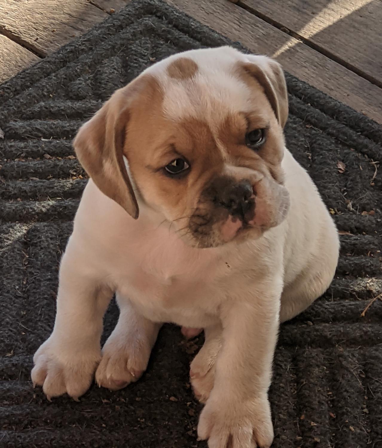 Olde English Bulldogge, Beabull puppies, Dogs, for Sale, Price