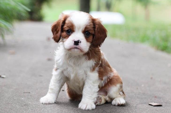 Cavalier King Charles spaniel Puppy For Sale, Dogs, for