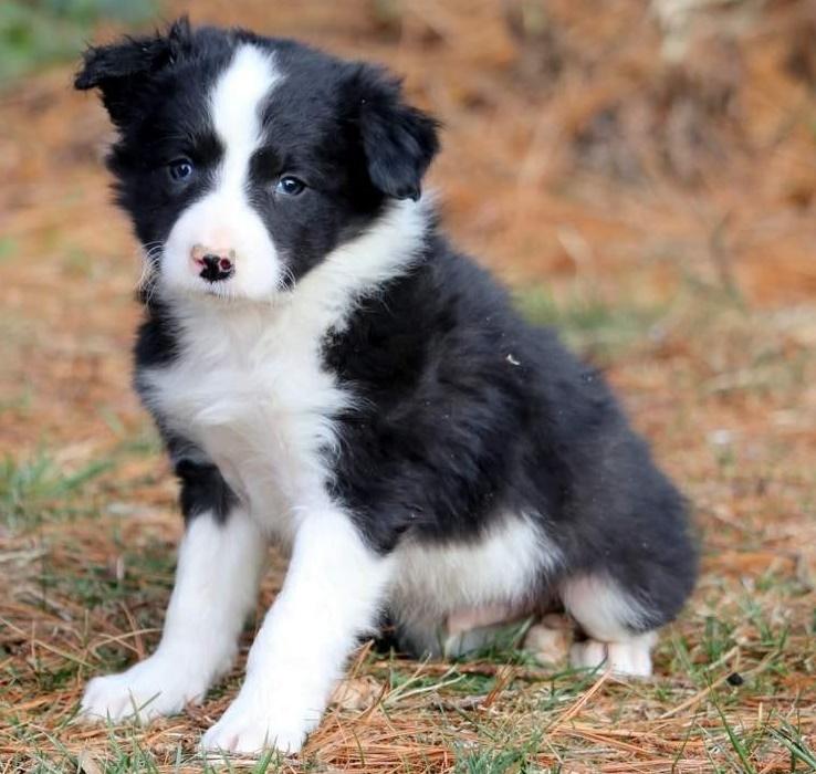 Border Collie Puppy For Sale, Dogs, for Sale, Price