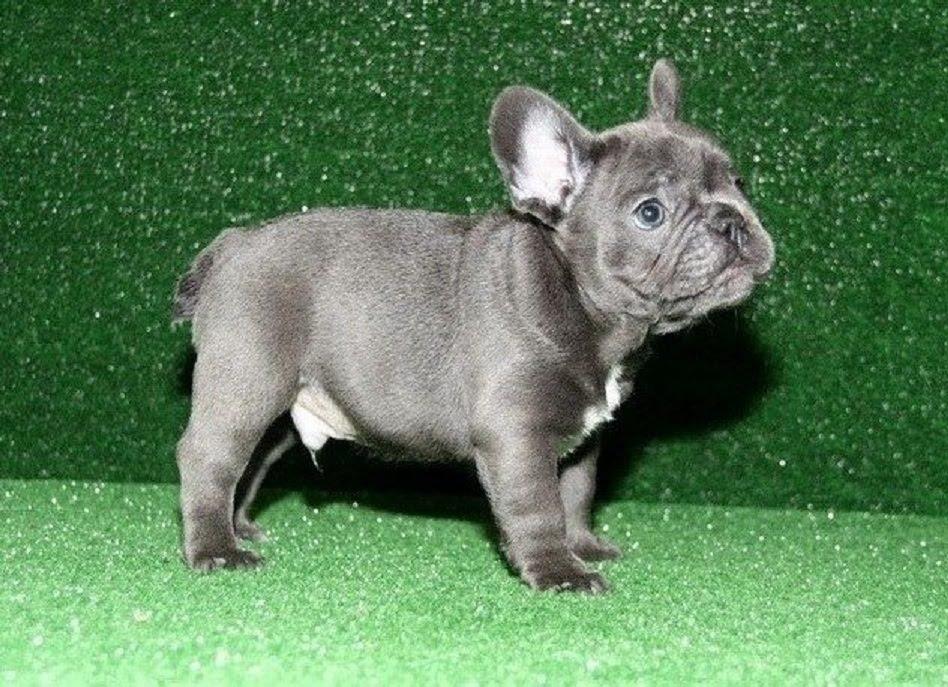 Pure breed Blue French Bulldog pups, Dogs, for Sale, Price