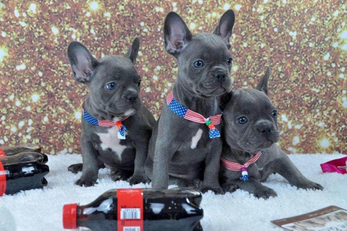 100 Pure breed Blue French Bulldog pups, Dogs, for Sale