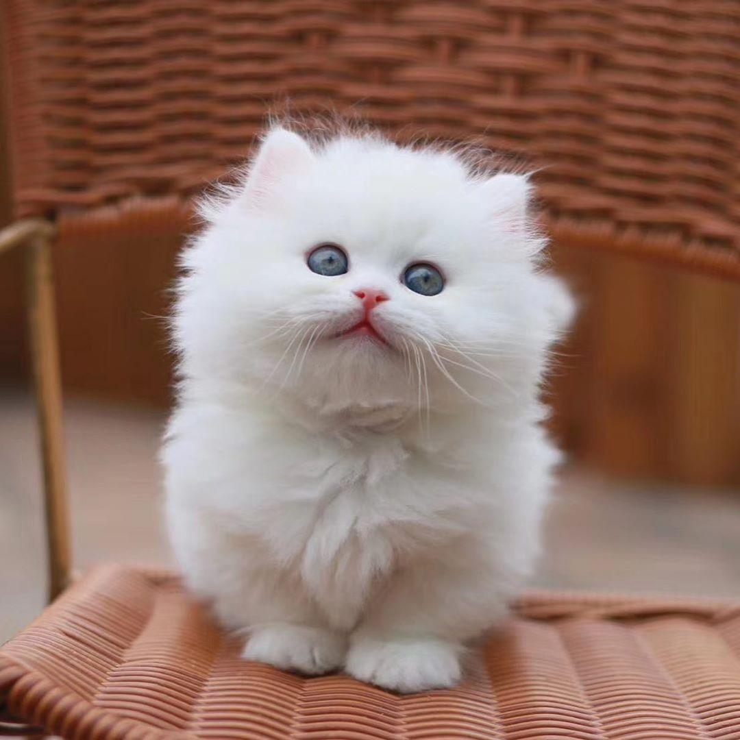 25 Top Photos Munchkin Cat For Sale Memphis / Munchkin Kittens for Sale | Buy Munchkin Cat Near Me in ...