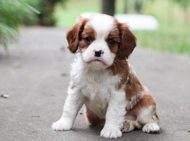 Cavalier King Charles spaniel Puppy For Sale, Dogs, for