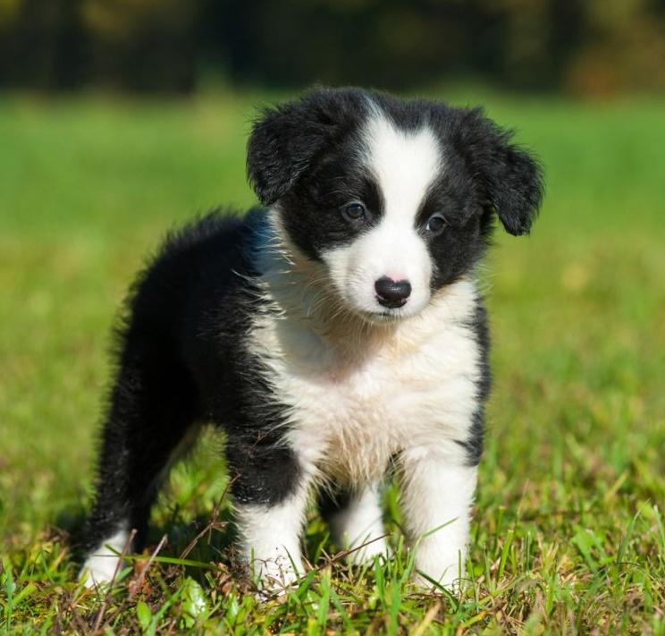 Border Collie, Border Collie Puppy For Sale, Dogs, for