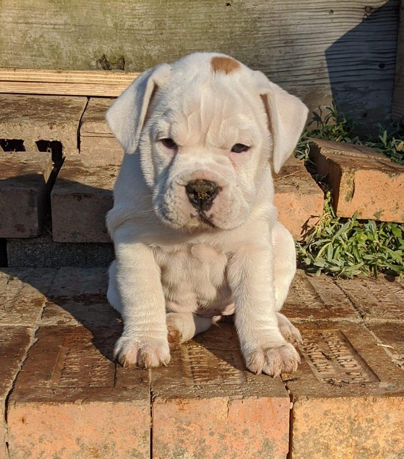 Olde English Bulldogge, Beabull puppies, Dogs, for Sale, Price