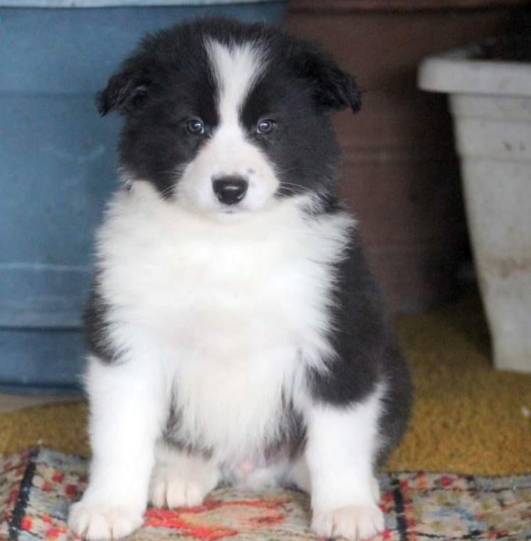 Border Collie Puppy For Sale Text us (213) 7698542, Dogs