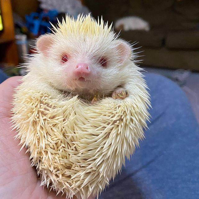 Albino Hedgehogs pairs, Exotic animals, for Sale, Price