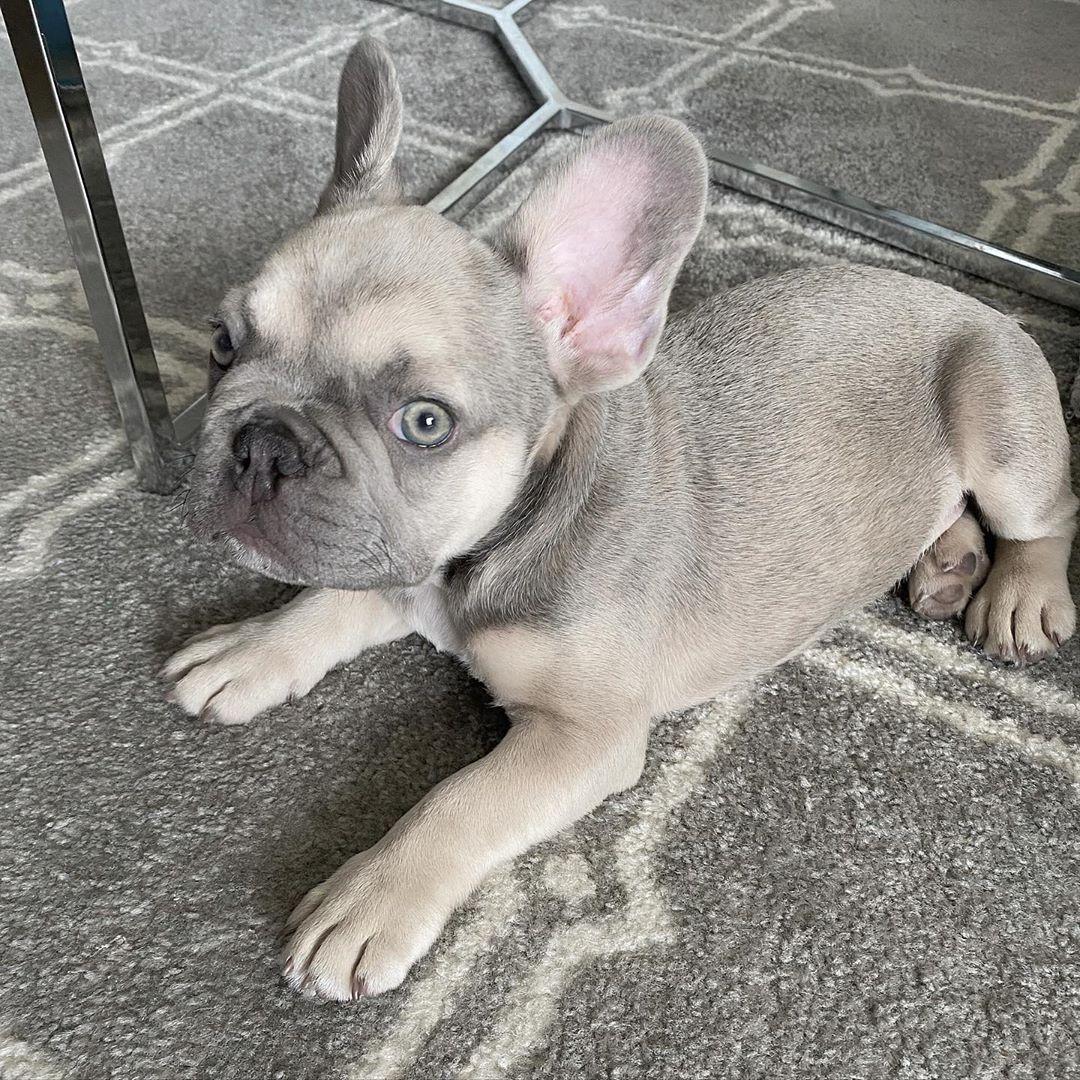French Bulldog Puppy for rehoming, Dogs, for Sale, Price