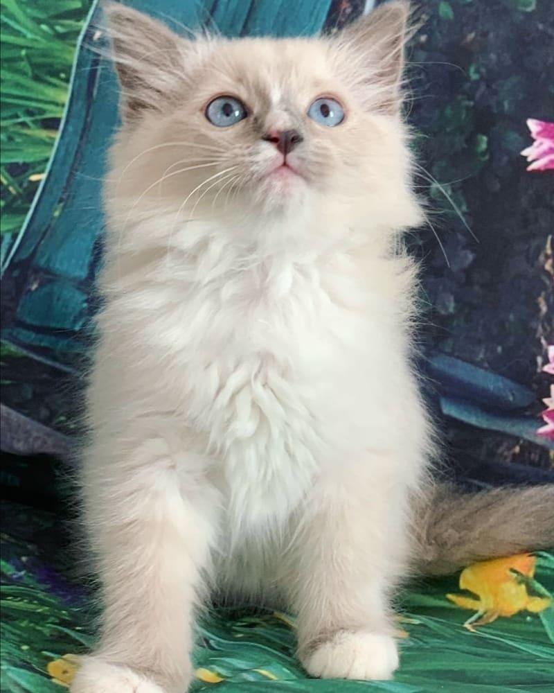 Ragdoll, ragdoll kittens for sale, Cats, for Sale, Price