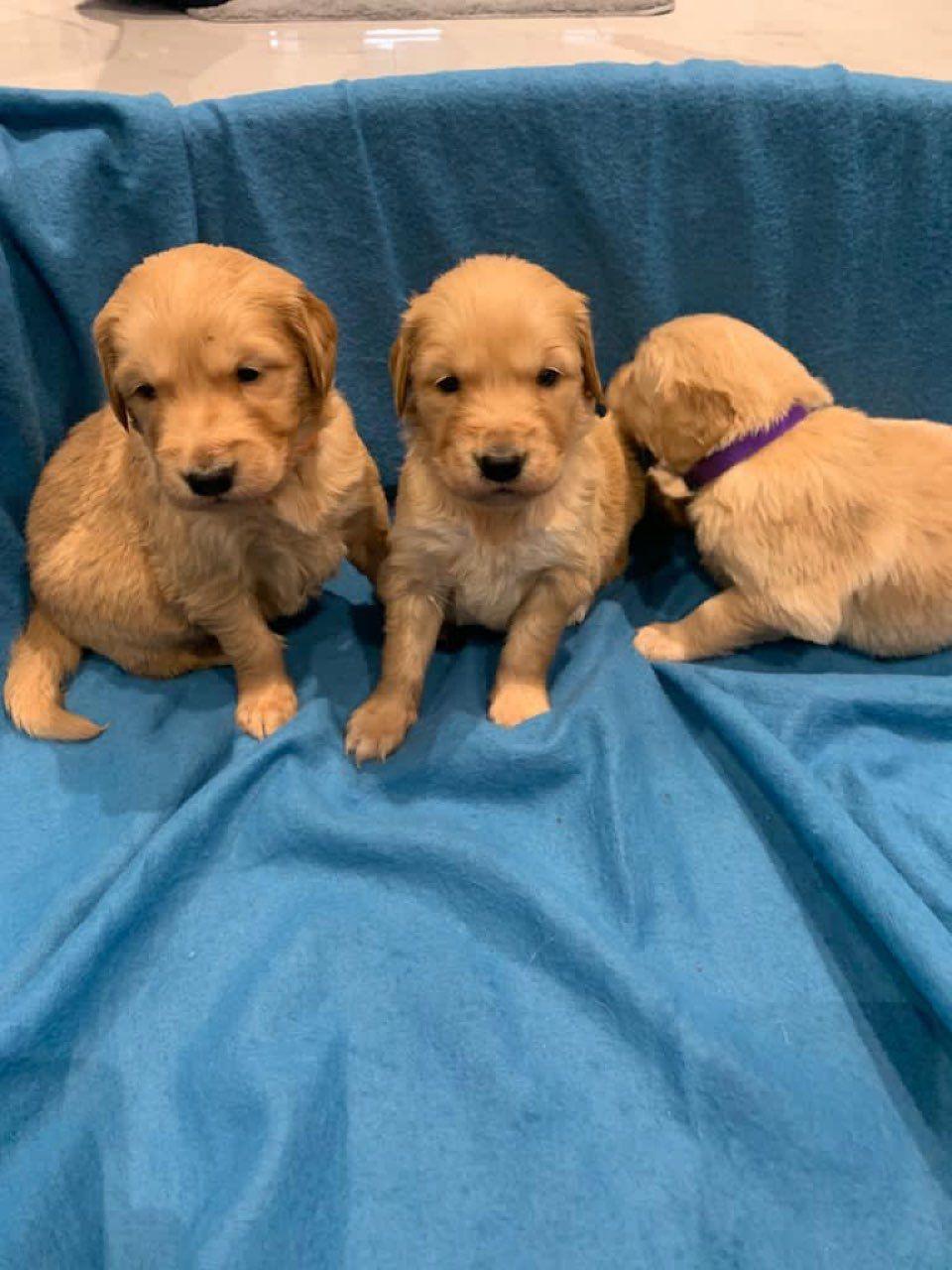 Kc Reg Golden Retriever Puppies, Dogs, for Sale, Price