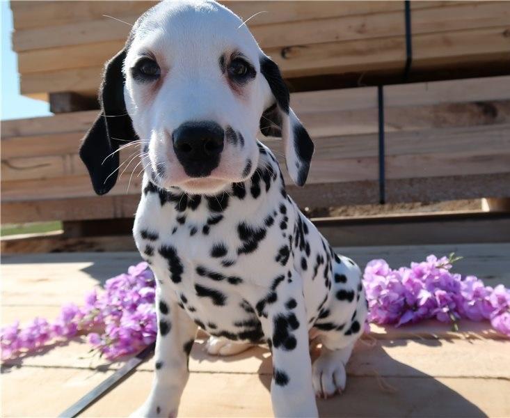 Dalmatian, AKC registered Dalmatian puppies ready now