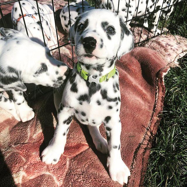 Dalmatian, AKC dalmatian puppies, Dogs, for Sale, Price