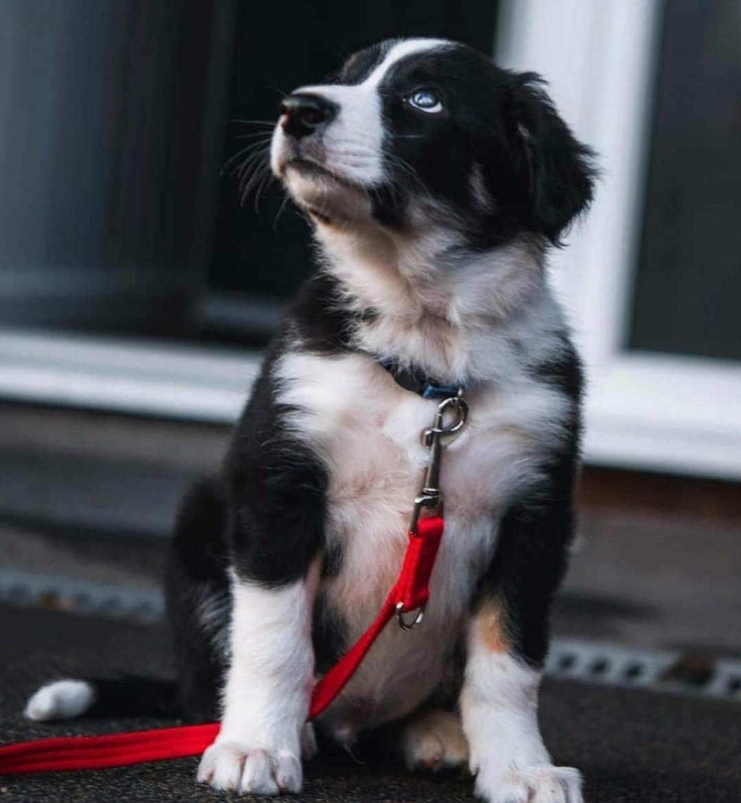 Border Collie, Akc Registered Adorable Border Collie Pups