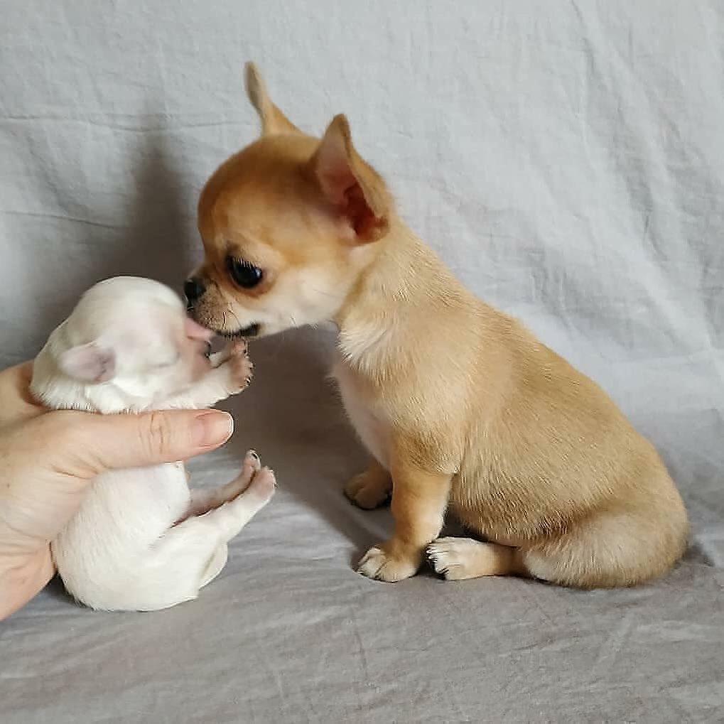 Chihuahua, Akc Registered Adorable Chihuahua Pups, Dogs