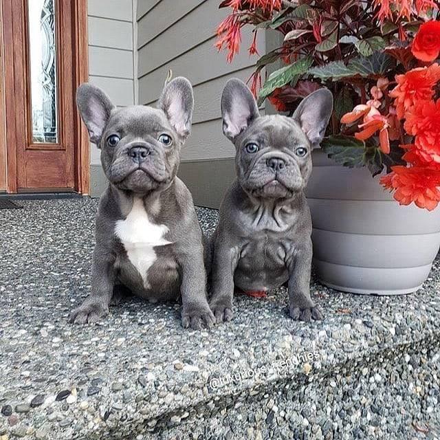 French Bulldog, Merle , Blue and mixed black and white