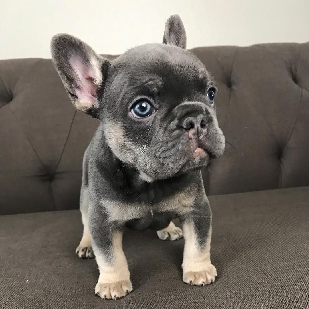 French Bulldog, French bulldog puppies for sale (608) 424-5841, Dogs ...