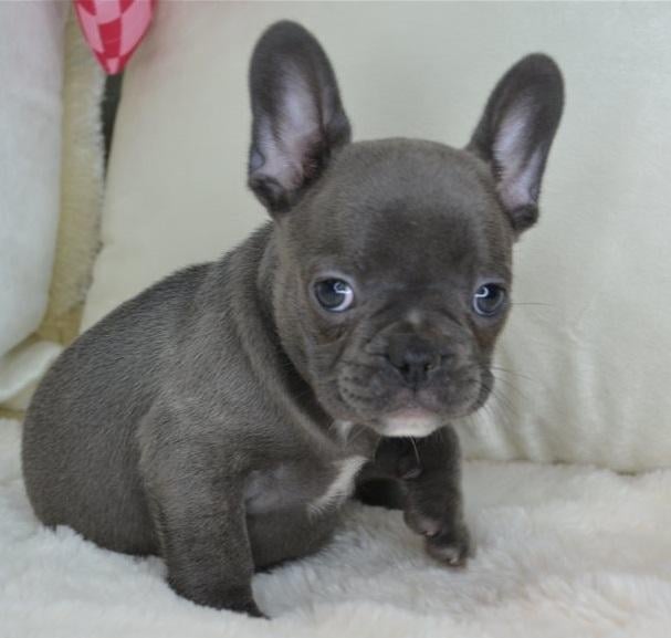 French Bulldog Puppies, Dogs, for Sale, Price