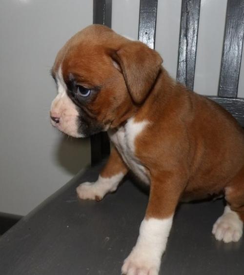 Boxer, Charming And Beautiful Boxer Puppies, Dogs, for