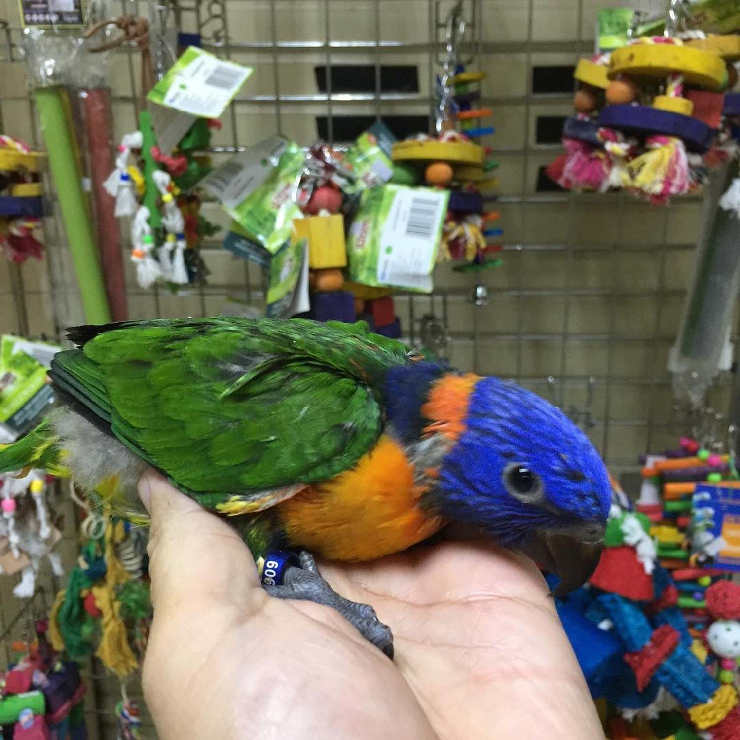 Sweet Rainbow Lorikeets for sale, Birds, for Sale, Price