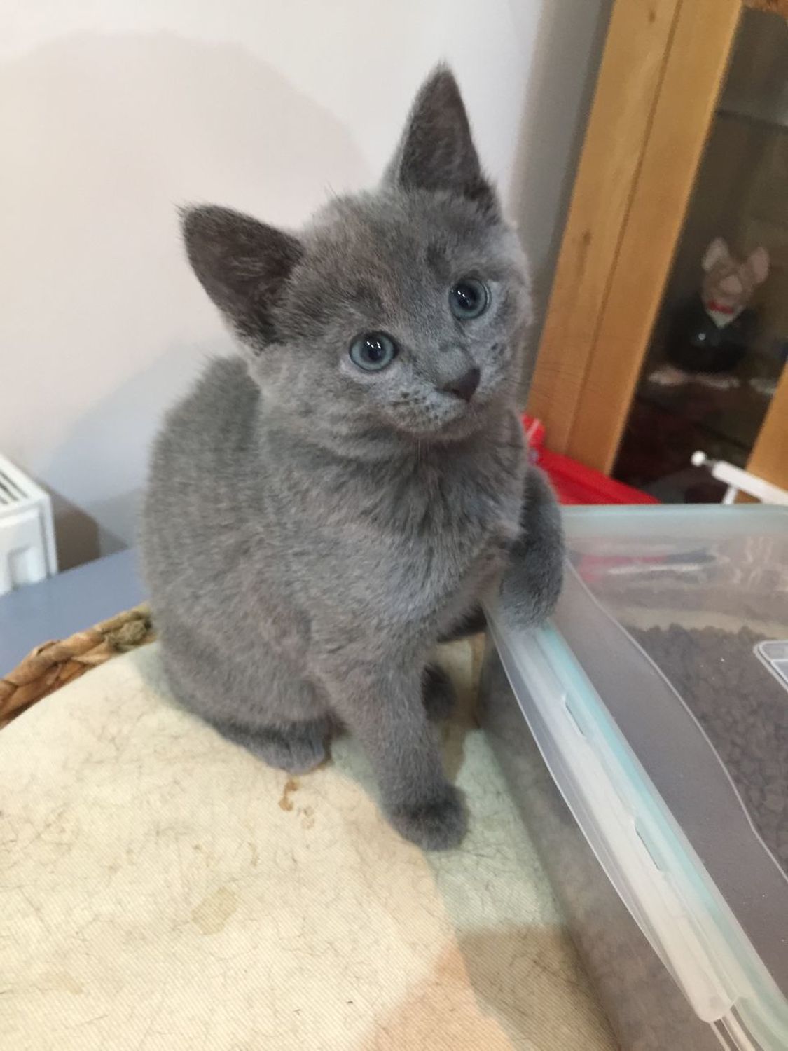 Russian Blue, Two Russian blue kittens need a new family, Cats, for