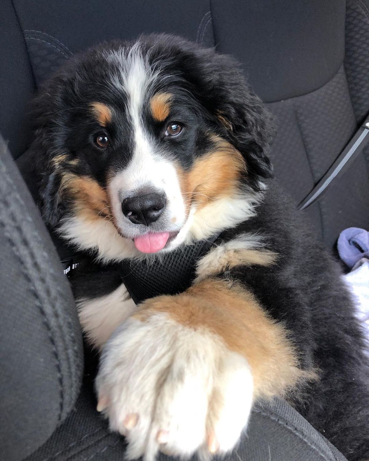 Bernese Mountain Dog, Bernese Mountain Dog Puppies For