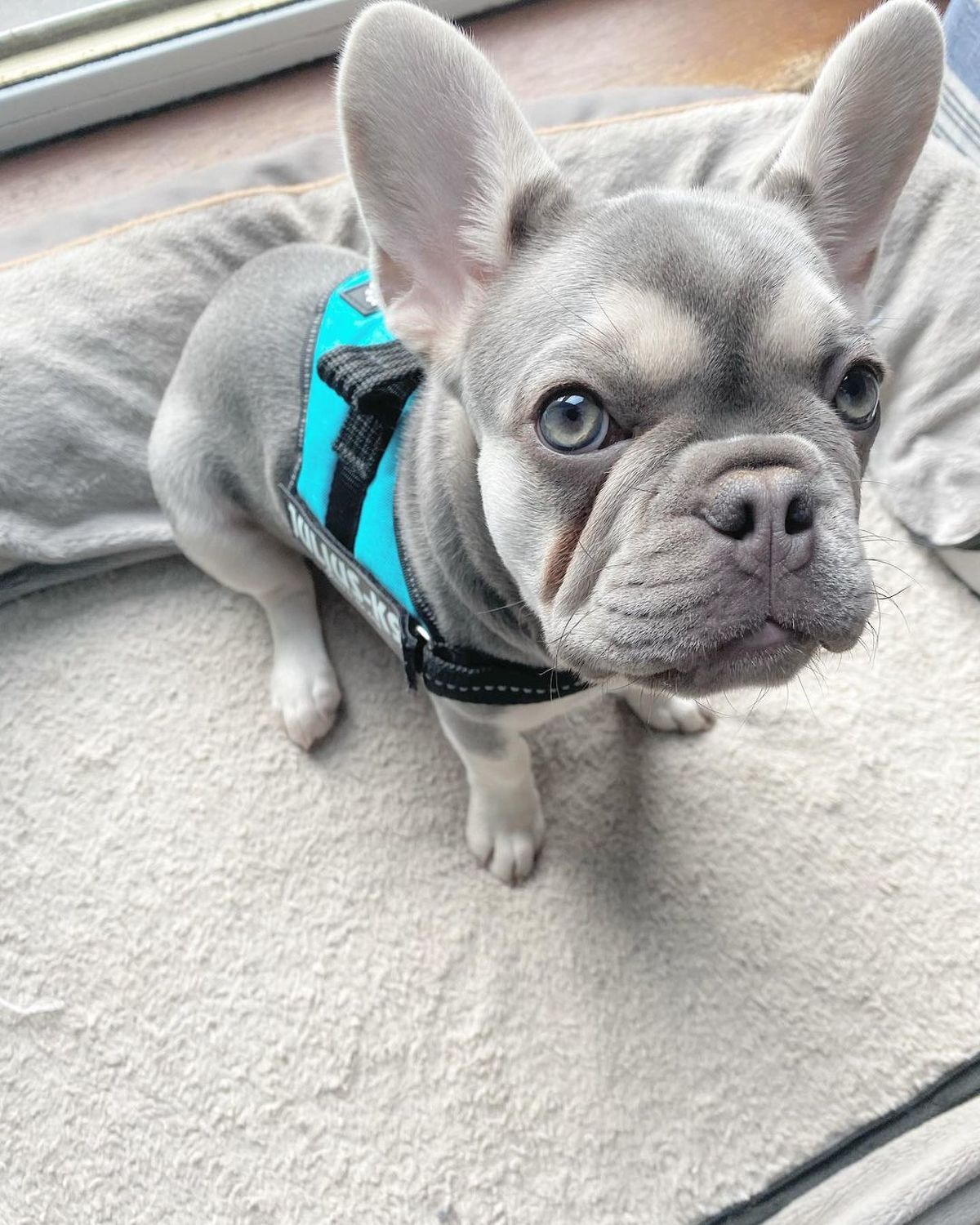 French Bulldog, French Bulldog Puppies For Sale., Dogs