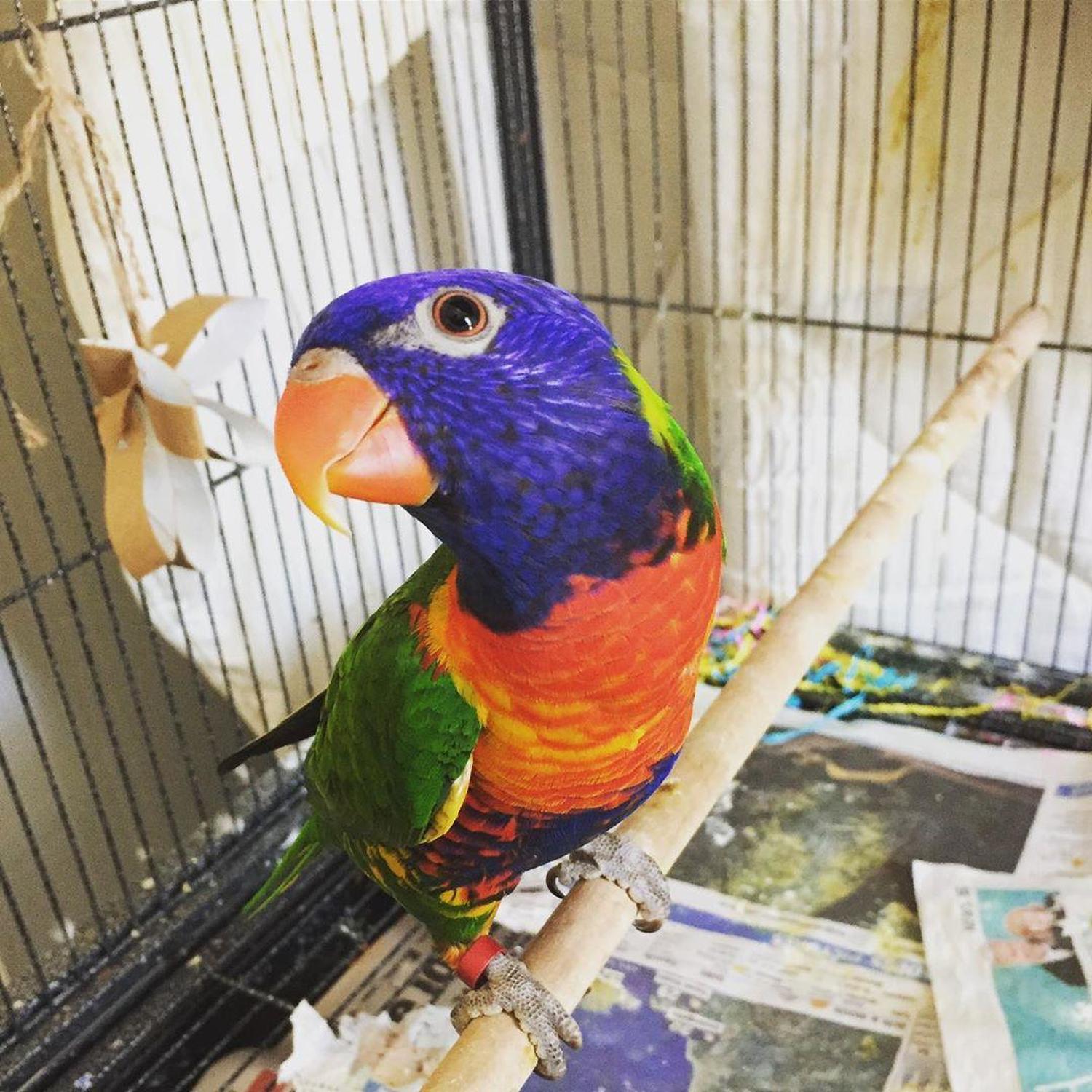 Lory, Ranbow Lorikeets for sale, Birds, for Sale, Price
