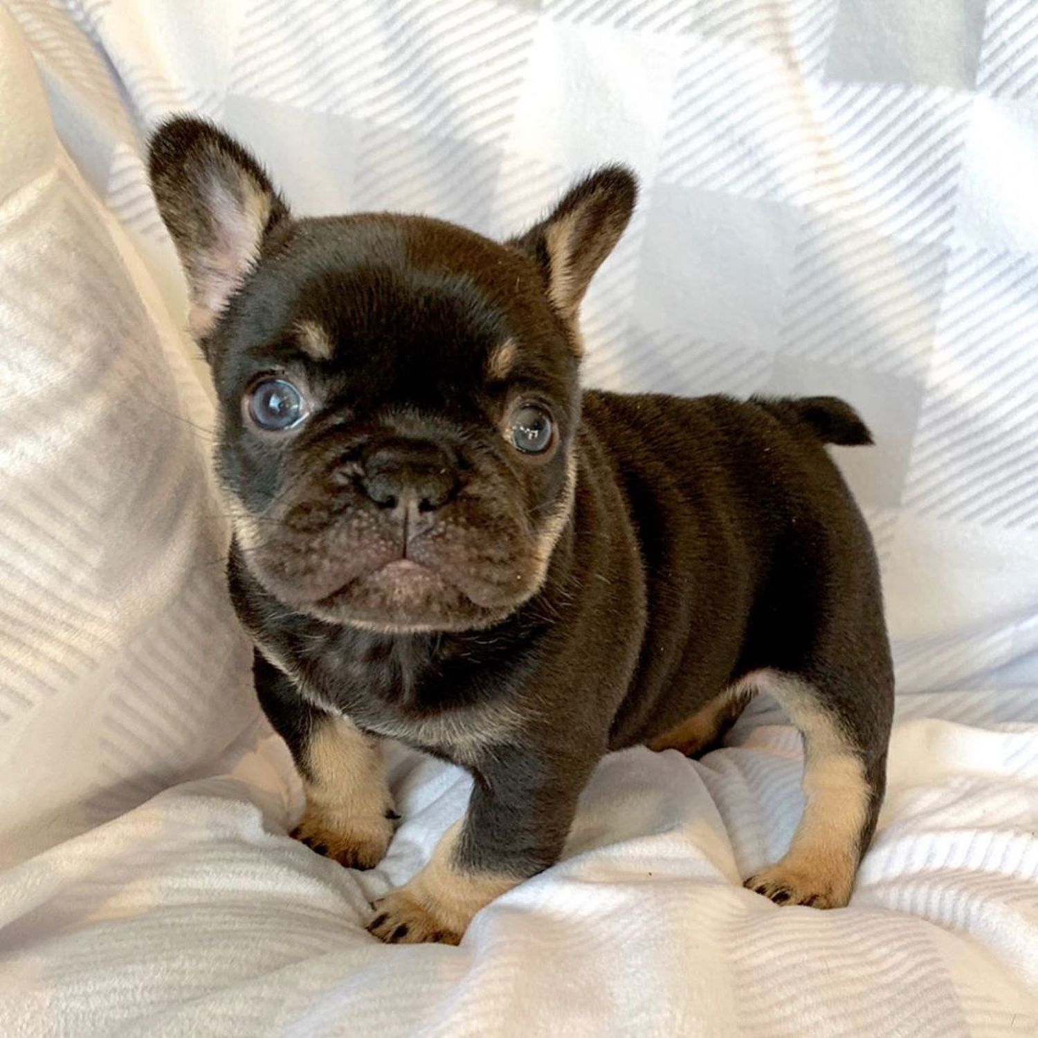 french-bulldog-mini-teacup-french-bulldogs-for-sale-dogs-for-sale-price