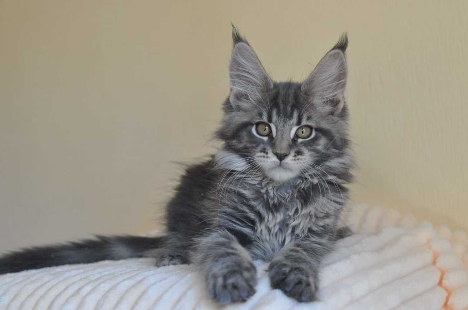 Maine Coon, Maine Coon kittens for sale, Cats, for Sale, Price