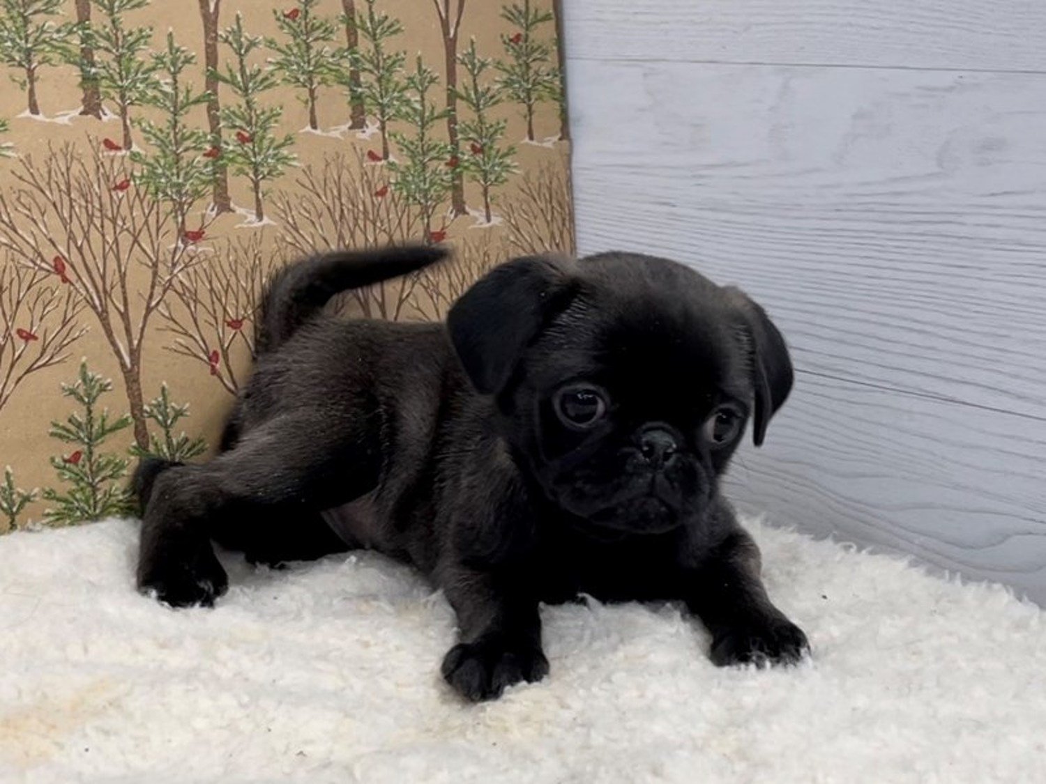 Pug, Pugs for Sale Near Me, Dogs, for Sale, Price